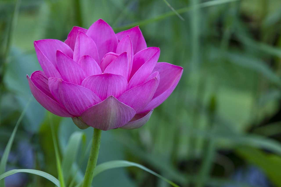 禅意摄影:清净红莲