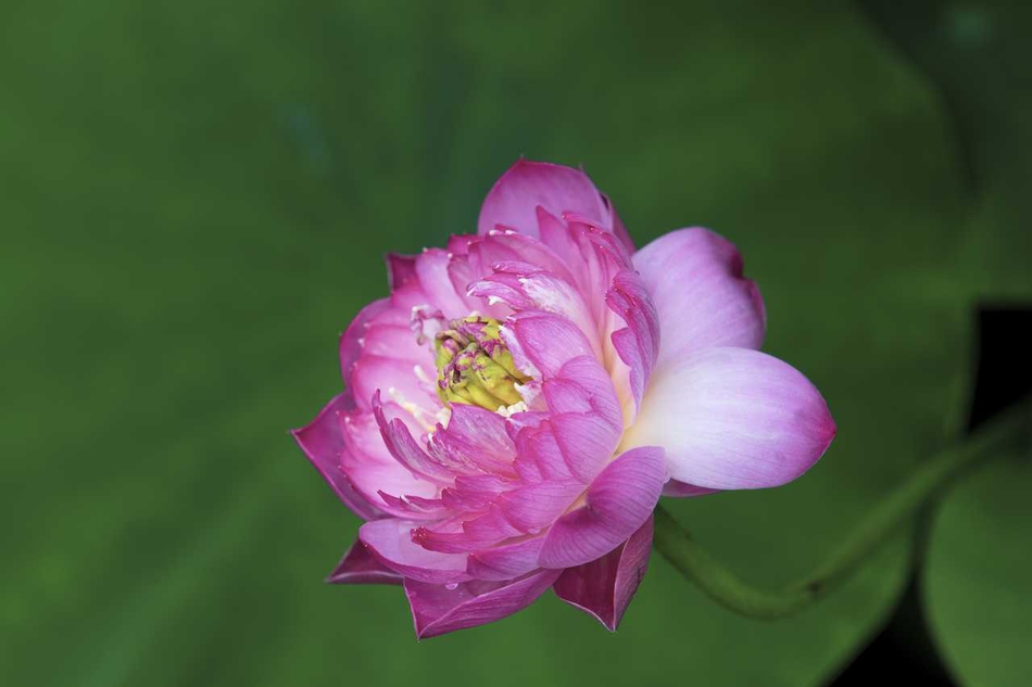 禅意摄影:心如莲花何惧喧嚣