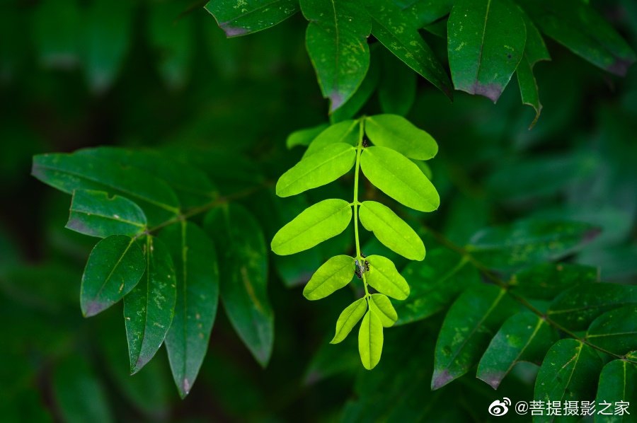 禅意摄影:一叶一菩提_高清图集_新浪网