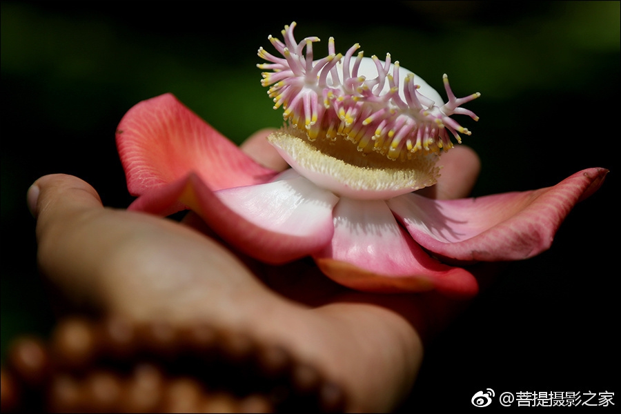 神奇娑罗花:佛教优昙钵花