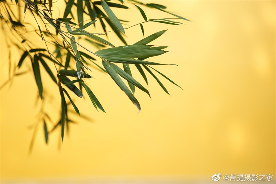 禅意摄影夏日静心时光