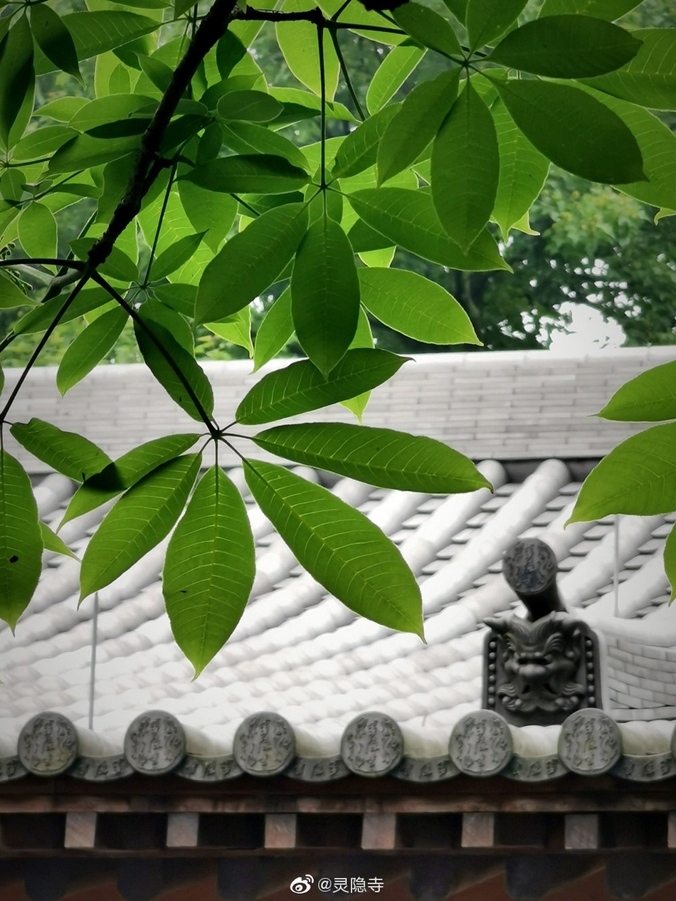 灵隐寺娑罗树渐次开花_高清图集_新浪网