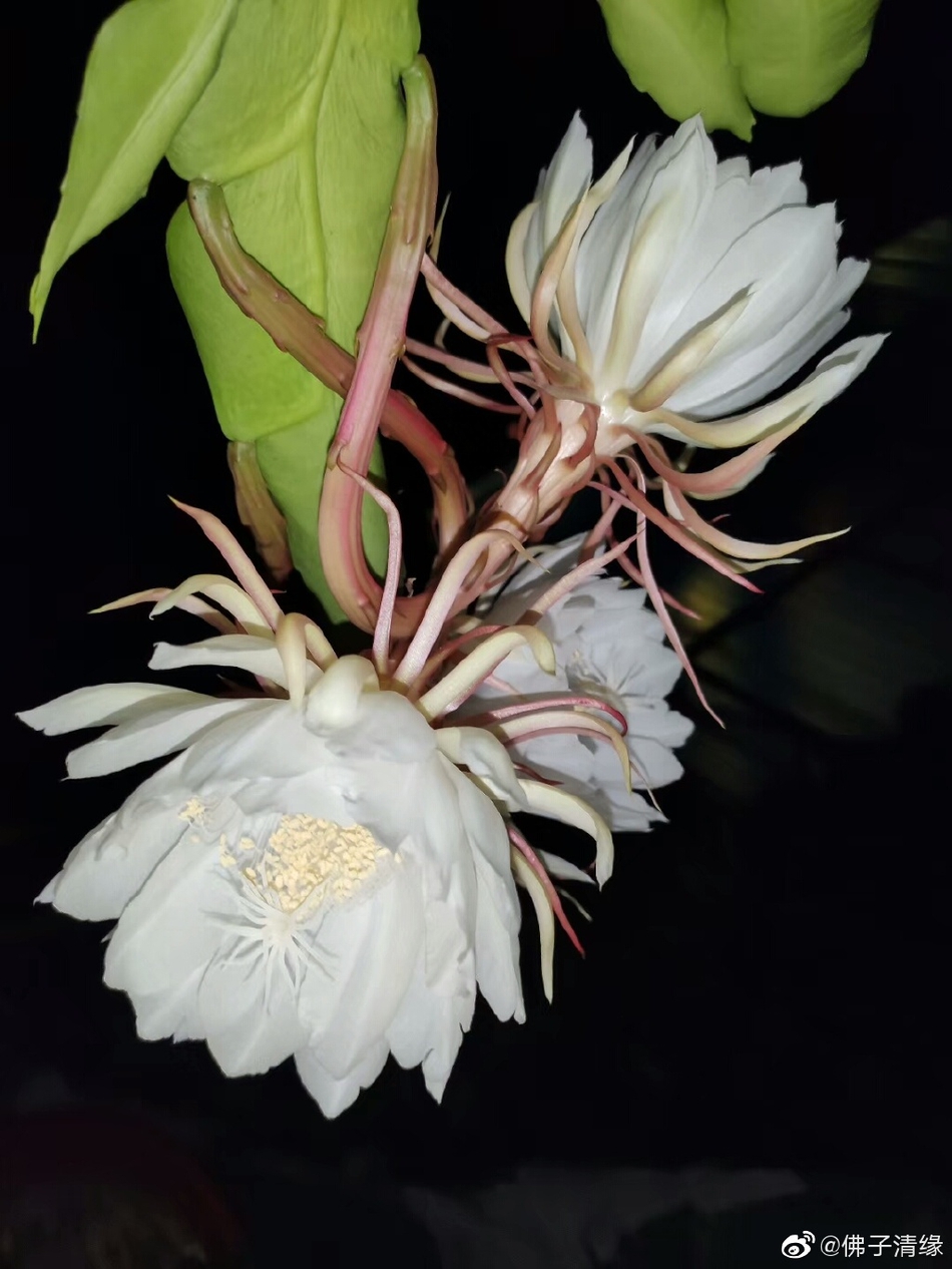 禅意摄影:昙花绽放