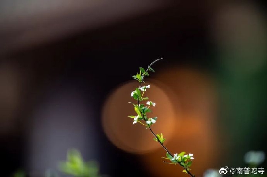 则悟大和尚:帮助他人即成就自己(来源:南普陀寺)
