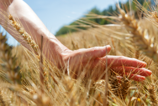 芒种|人生万事，不过种和收（图片来源：@弘化社 ）