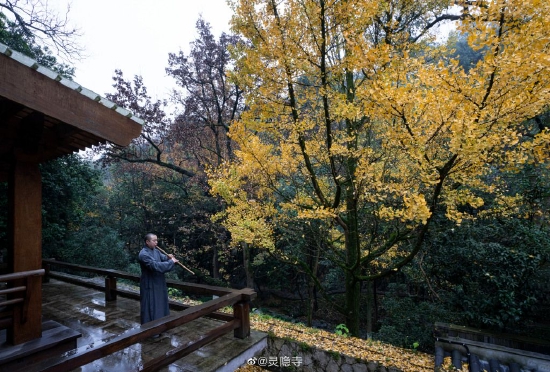 两僧飞锡地，鹫岭几时分。古寺唯黄叶，秋山自白云。（图片来源：@灵隐寺）