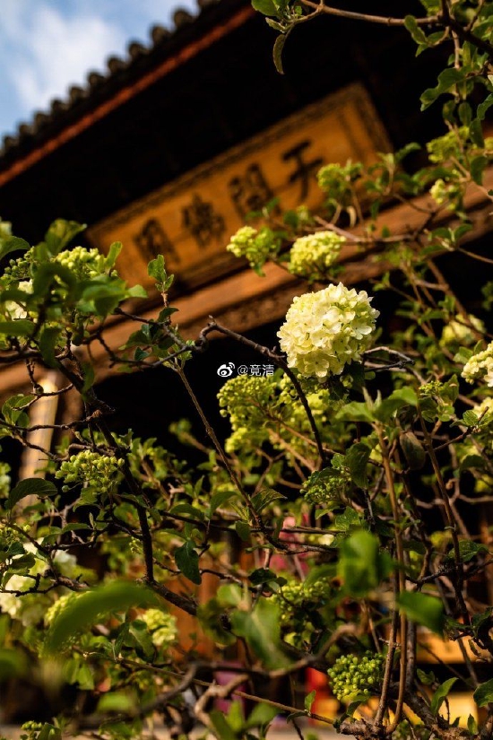 寺院是我们人生路上的心灵洗车场、福慧加油站。（来源：@竟清 ）