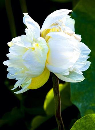 圆明园罕见白色并蒂莲