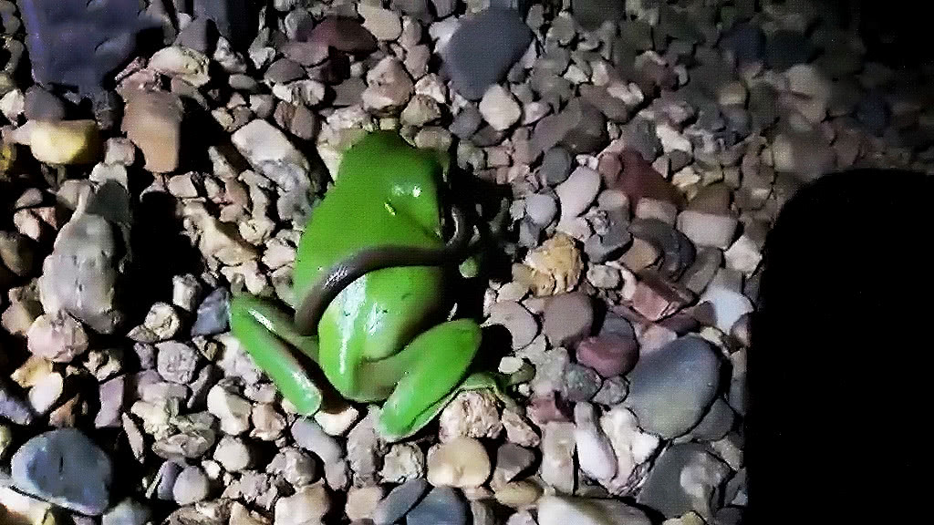 大树蛙口咬蛇头,以为在吃夜宵,走近一看,它却突然转过头…|树蛙|飞蛙