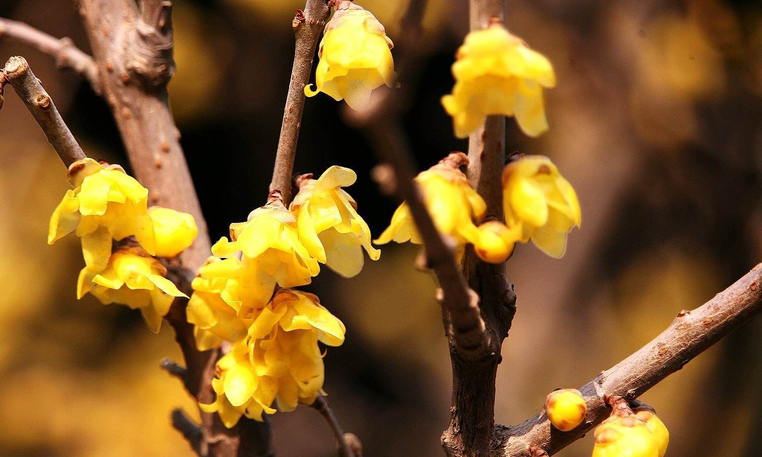 盘点45种冬季开花植物旺财净化空气打理简单种花首选