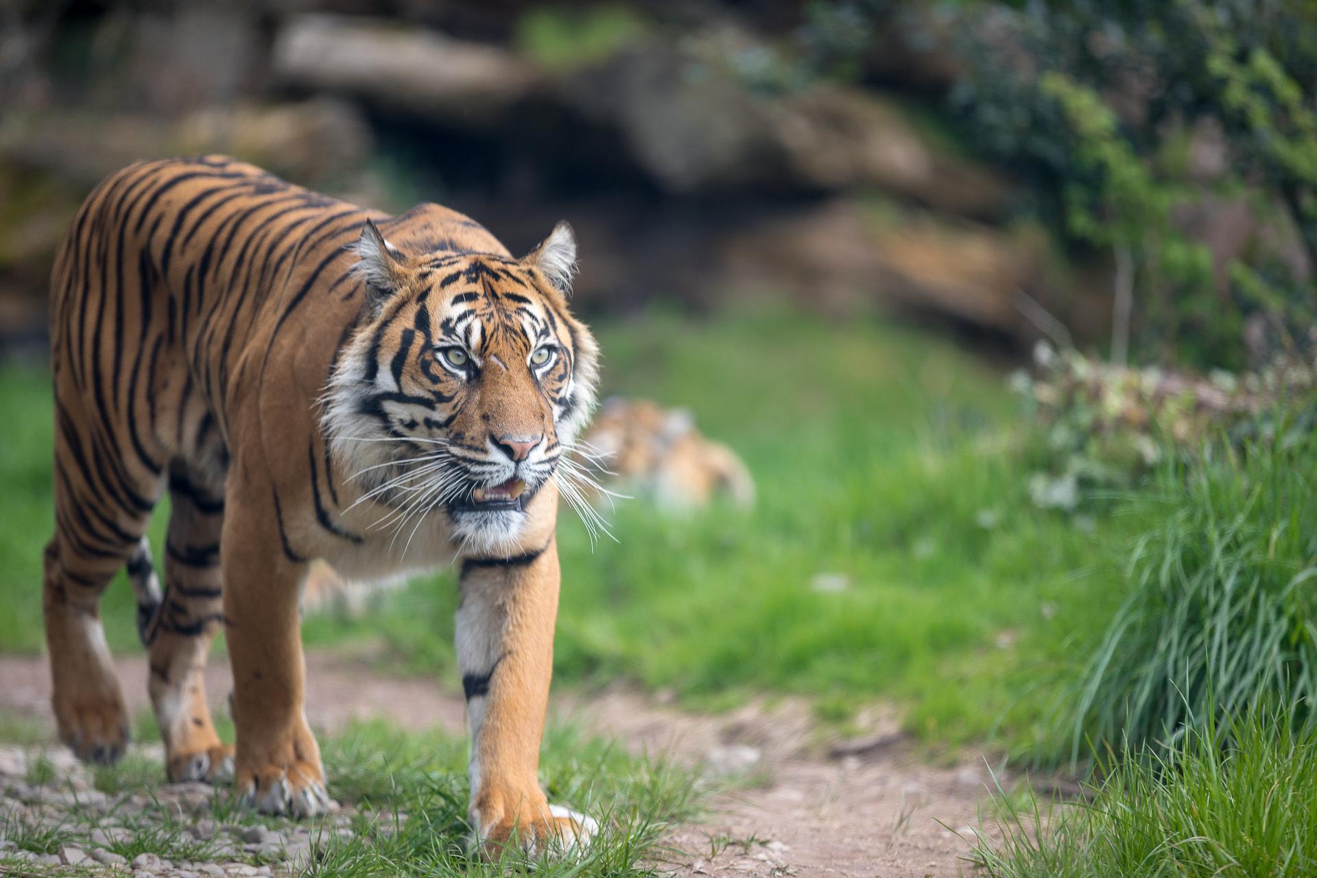 老虎的胡须对老虎有多重要?事实上不亚于鬃毛对雄狮的作用