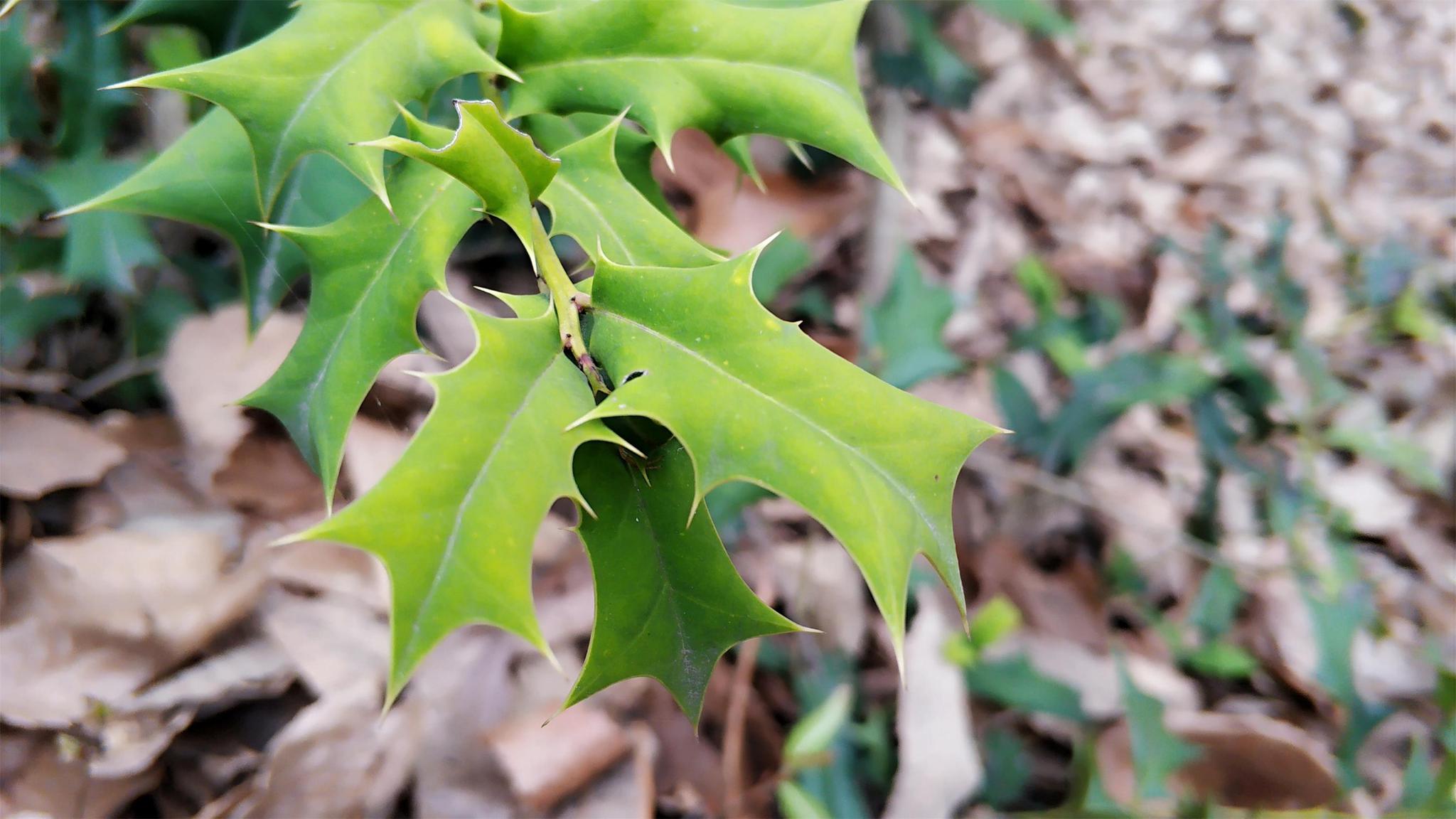农村一种满身是刺的树见到可别害怕了解价值后也许你会喜欢