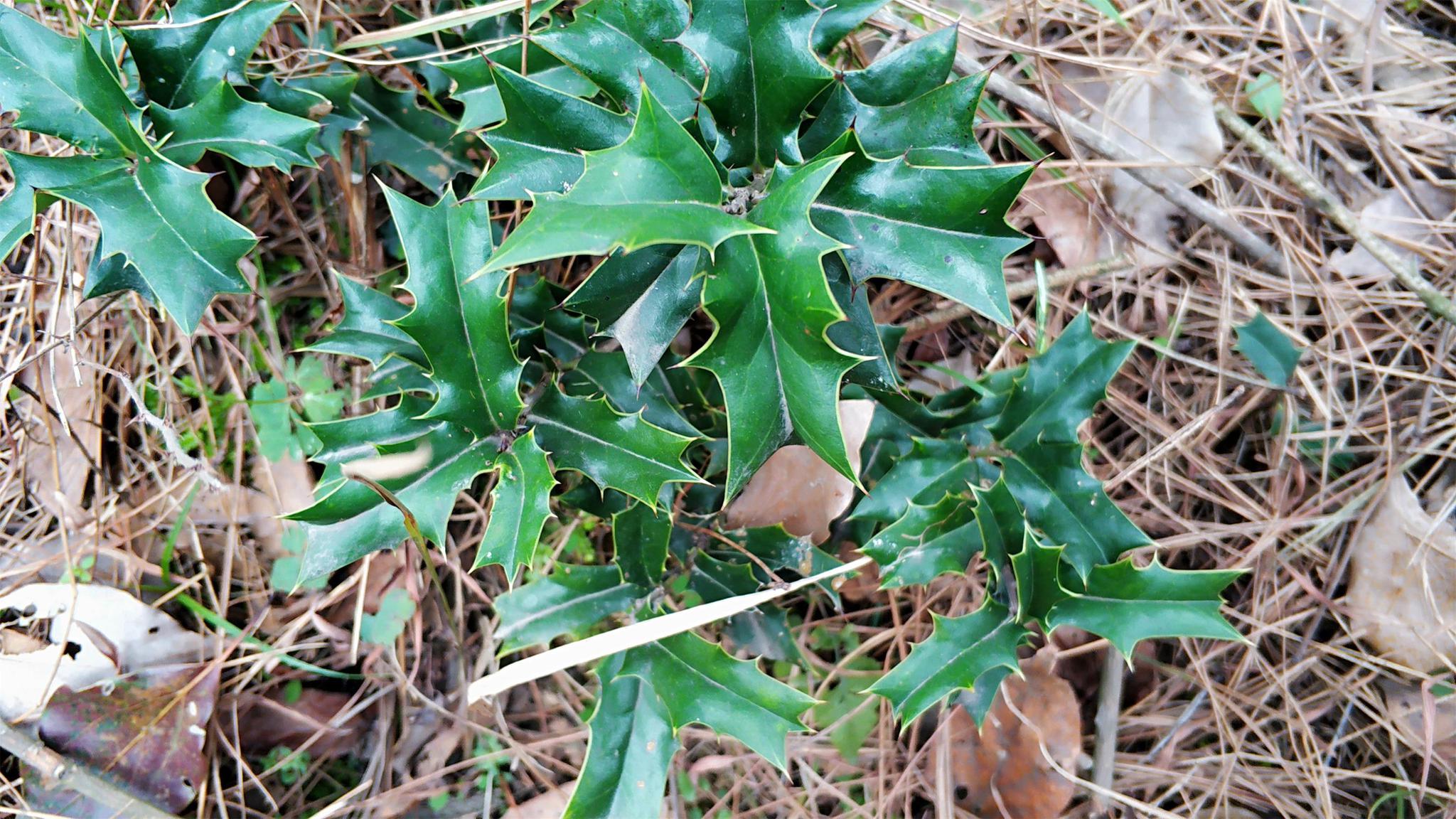 其二就是它的药用价值了,这猫儿刺可谓是全身是宝,据《中华本草》记载