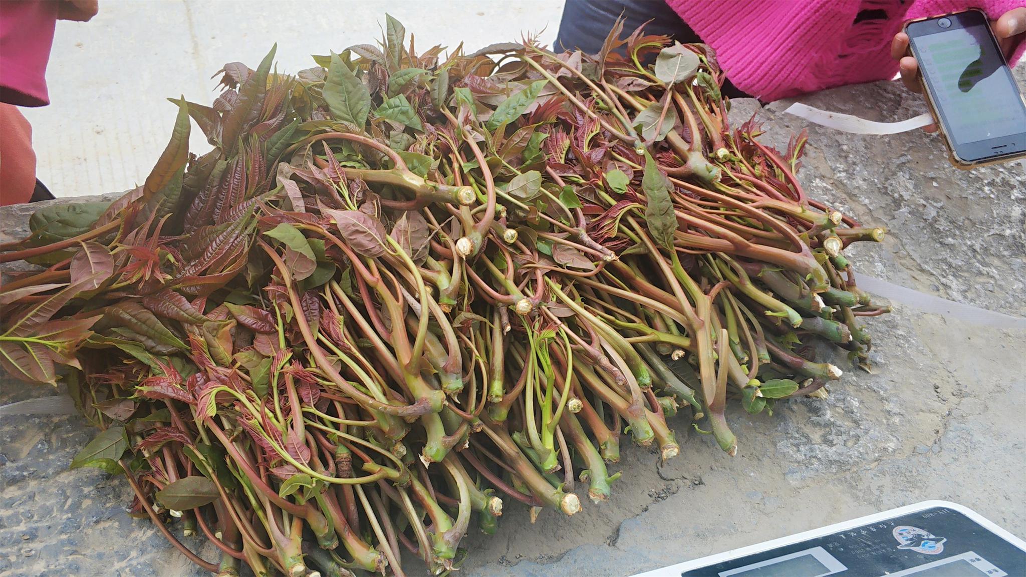 农村一种树上野菜,过去随便摘来吃,如今80元一斤成"奢侈菜"