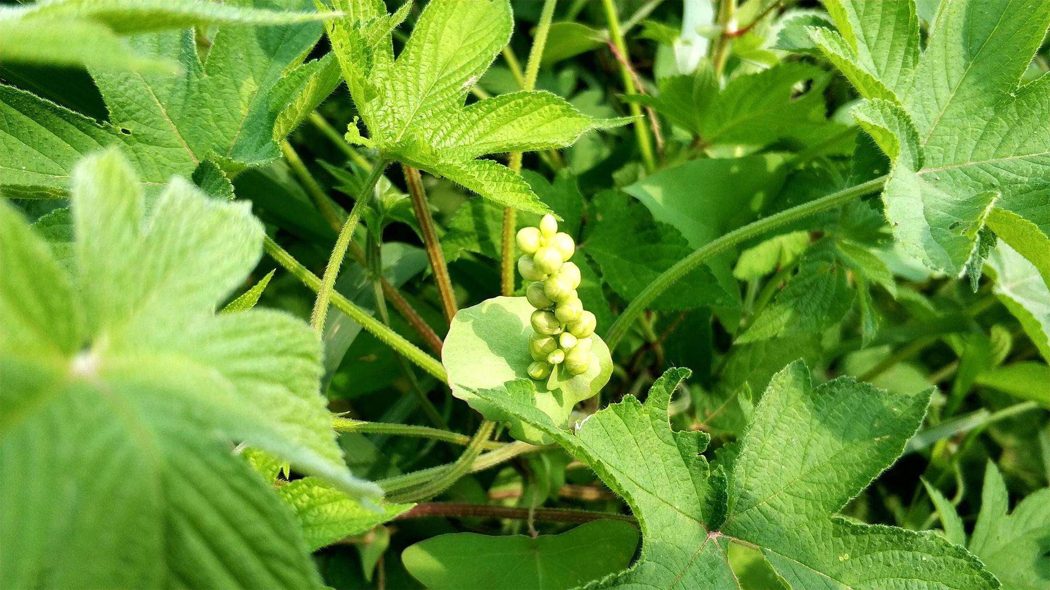 农村一种满身是刺的野草,碰到就见血,价值却很高,晒干10元一斤