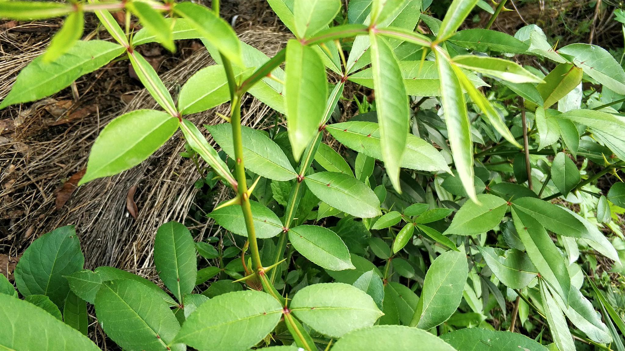 农村一种满身是刺的树,见到记得摘,是止牙痛良药,如今18元一斤__财经