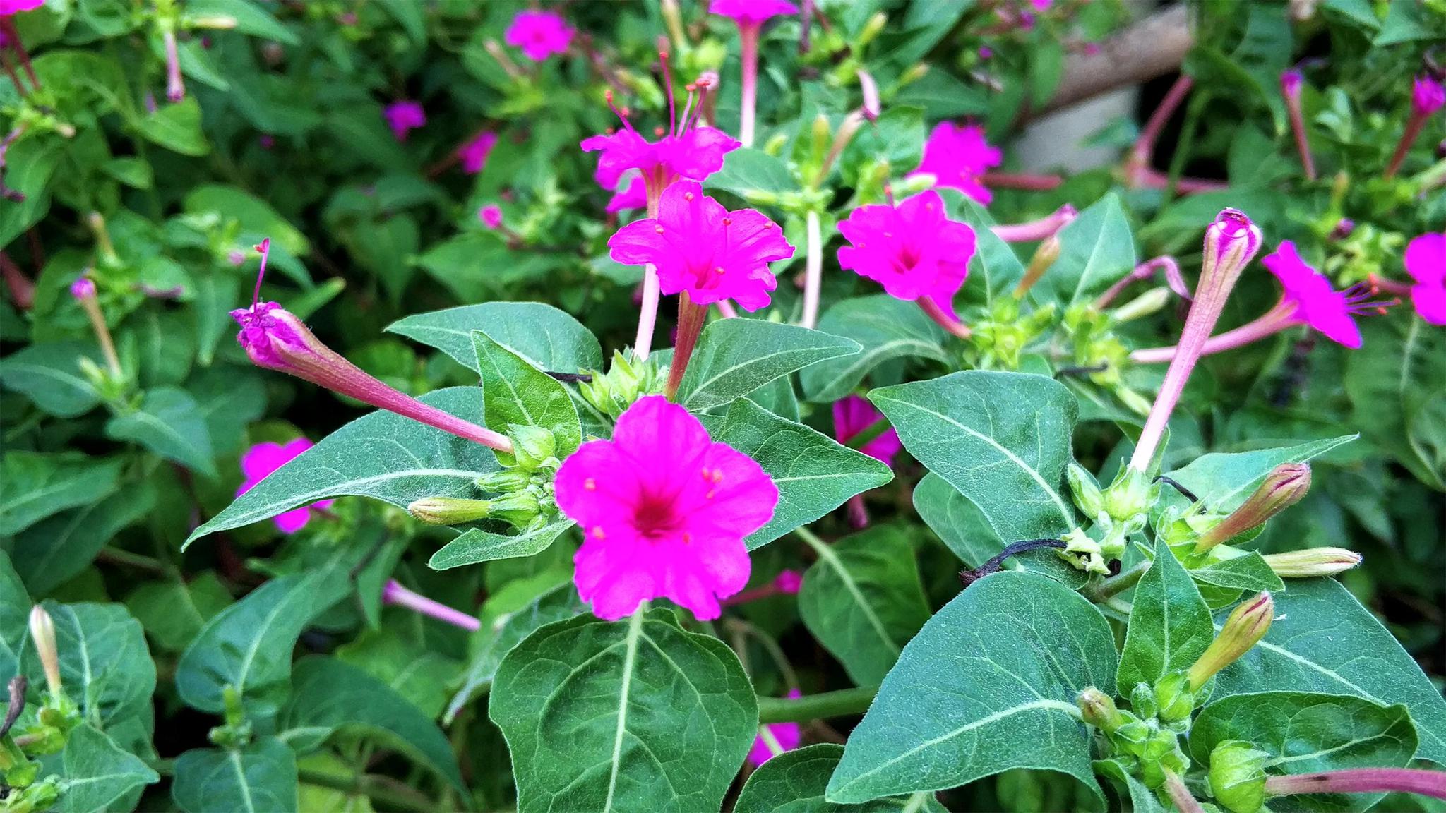 农村田边的一种野花过去农村娃当玩具如今才知价值高8元一斤