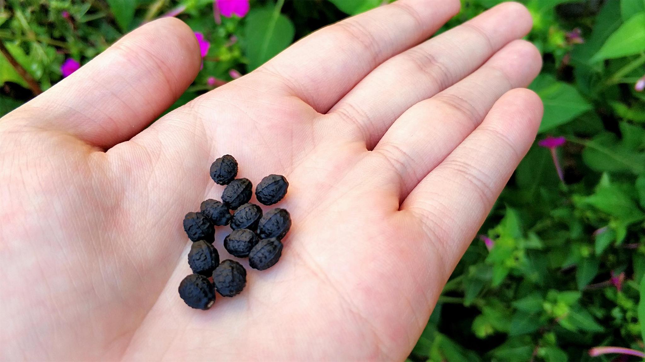 此外,这紫茉莉的果实在民间还有个特殊的作用,那就是去除面部癍痣粉刺