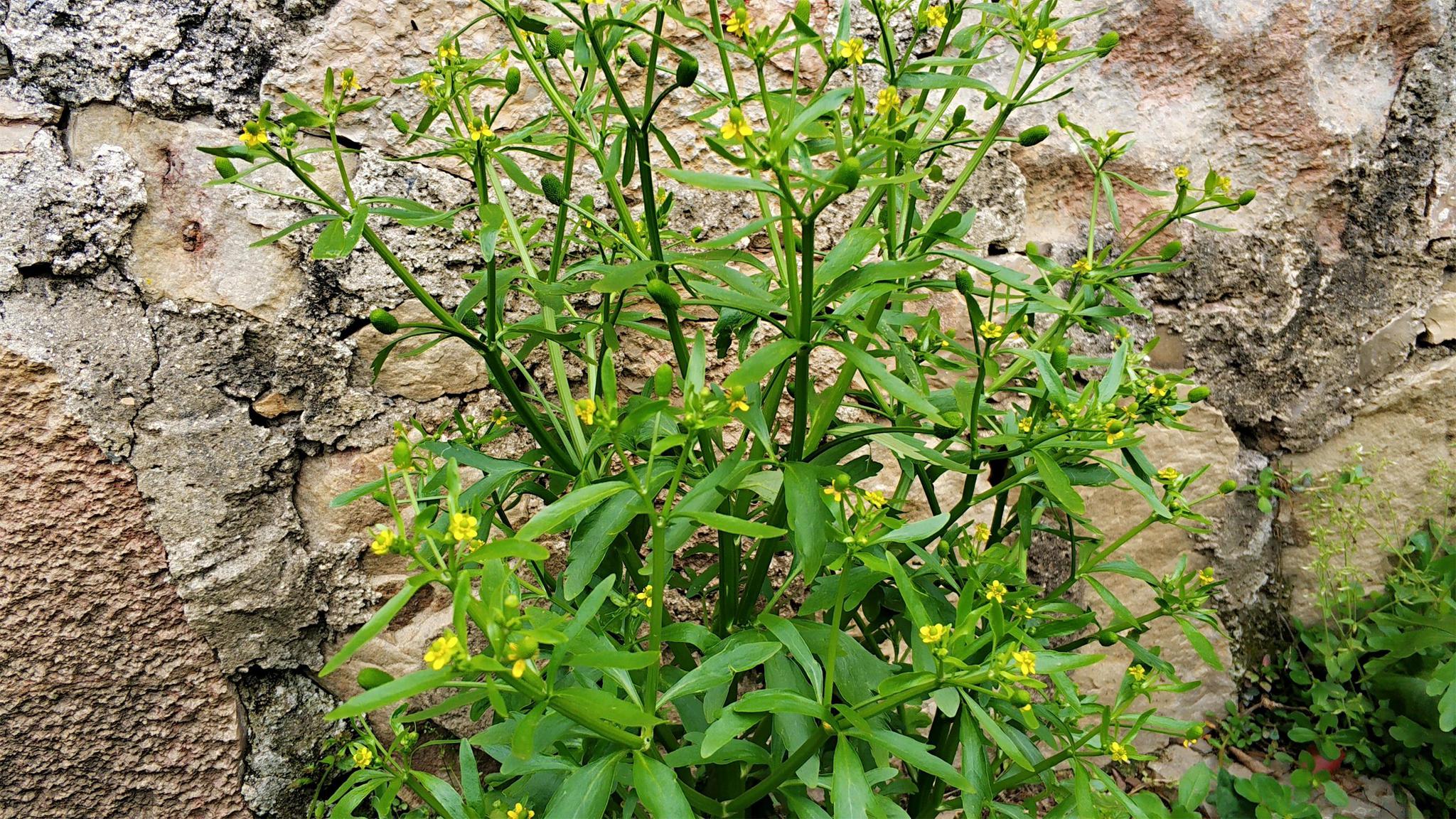 水沟边这种"芹菜",农村俗称"鬼见愁",如今20元一斤成稀罕货__财经头条