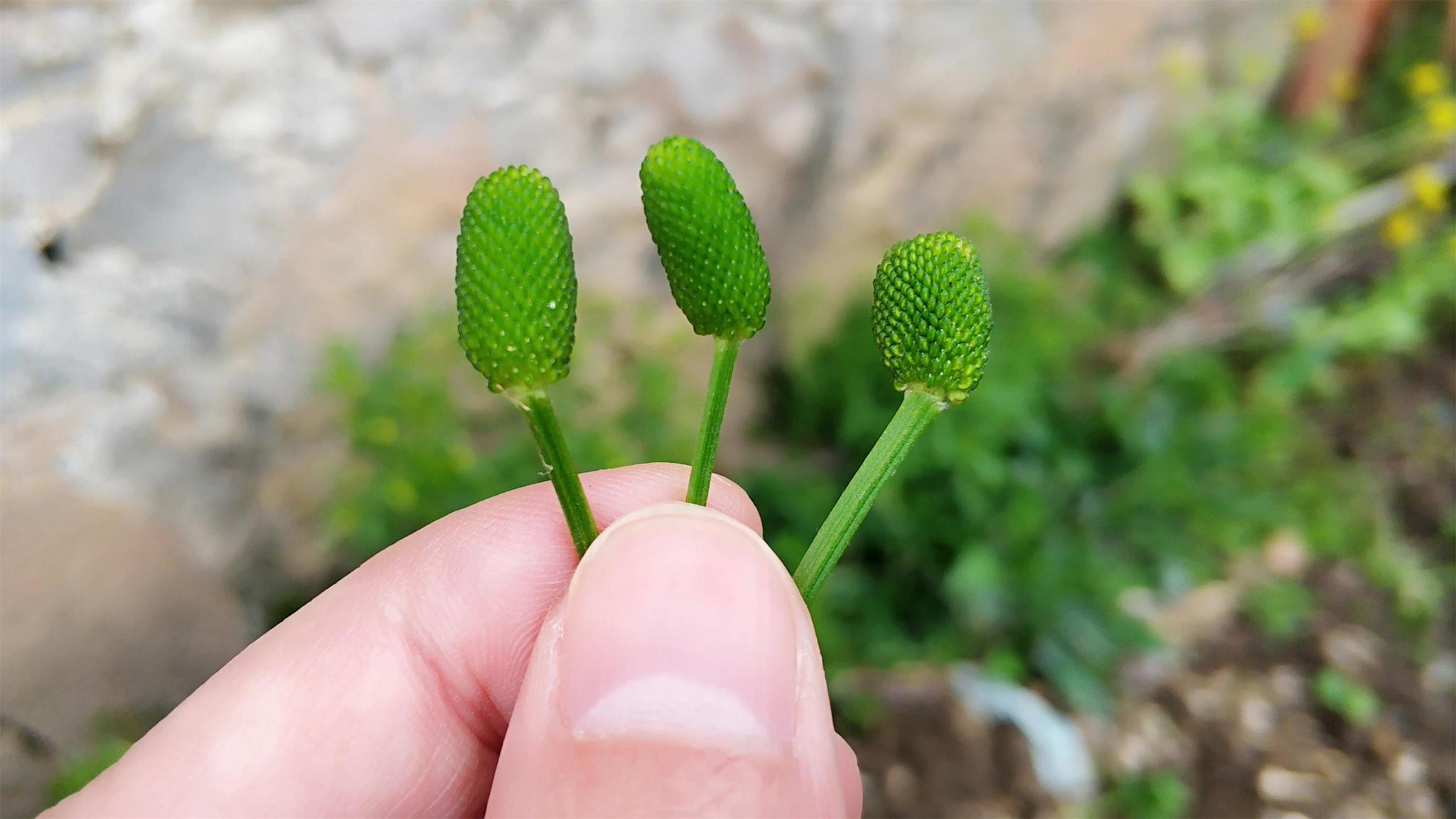 水沟边这种芹菜农村俗称鬼见愁如今20元一斤成稀罕货