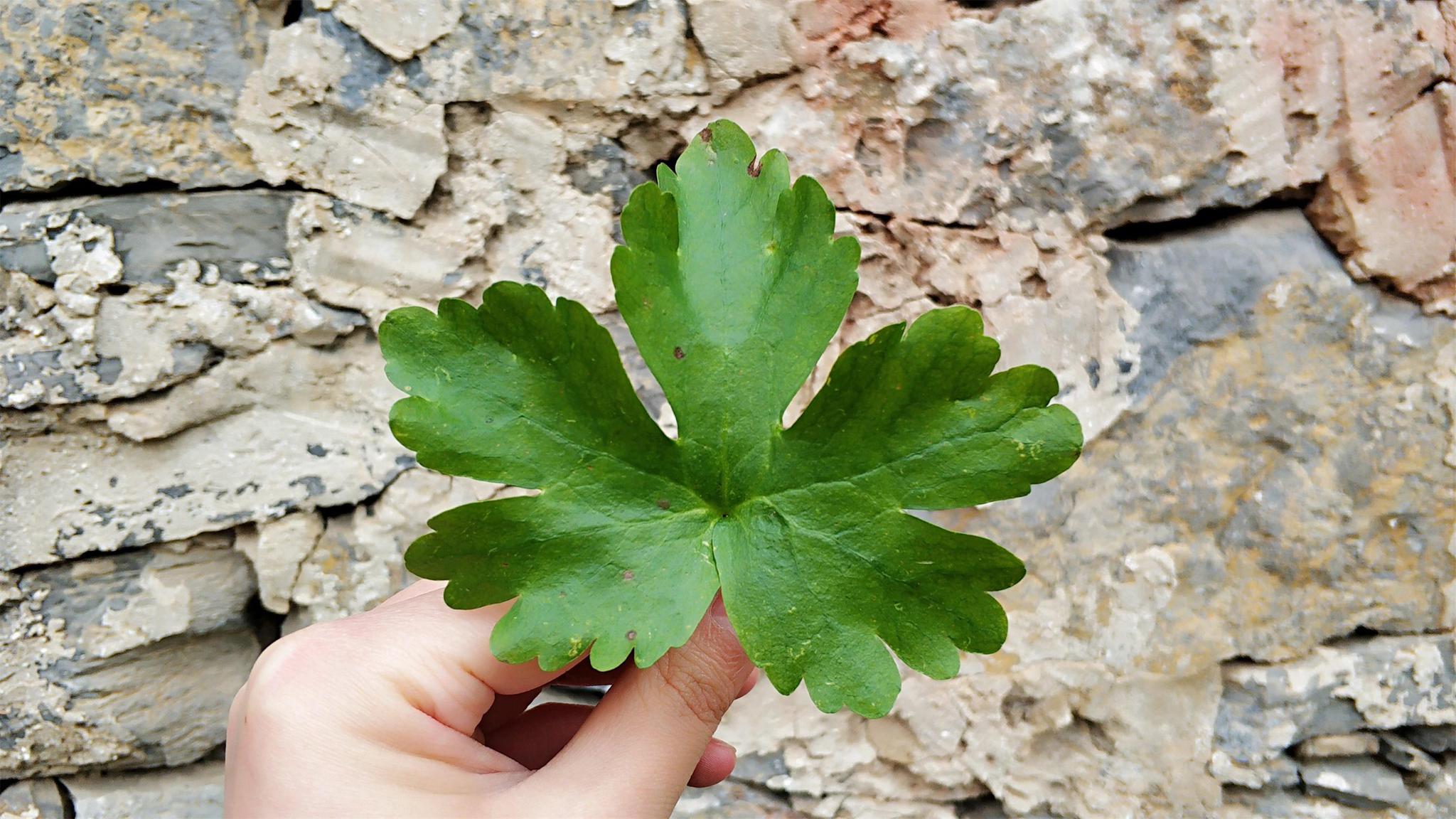 农村俗称"鬼见愁",如今20元一斤成稀罕货|石龙芮|芹菜|水沟_新浪新闻