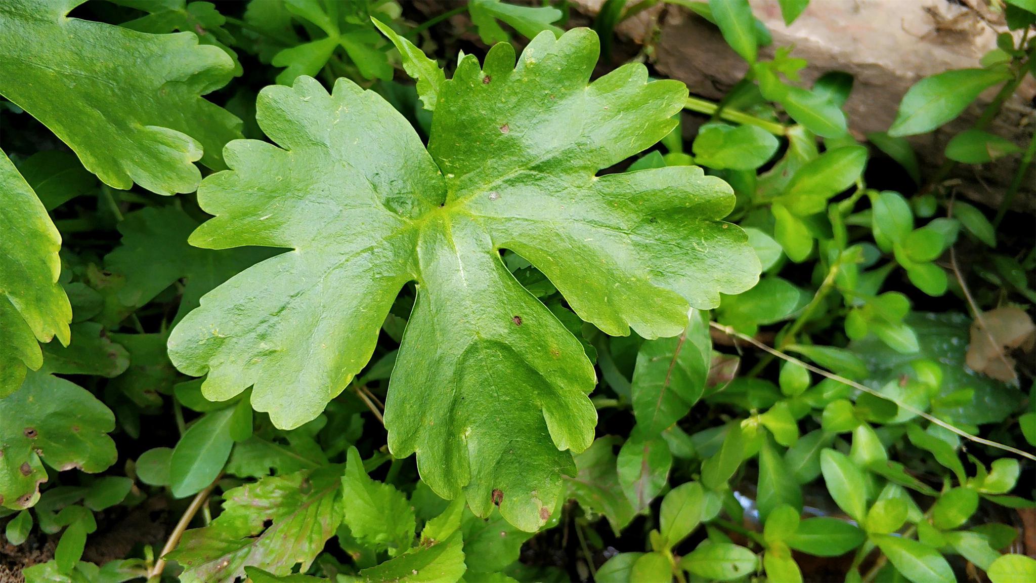 水沟边这种"芹菜",农村俗称"鬼见愁",如今20元一斤成稀罕货__财经头条