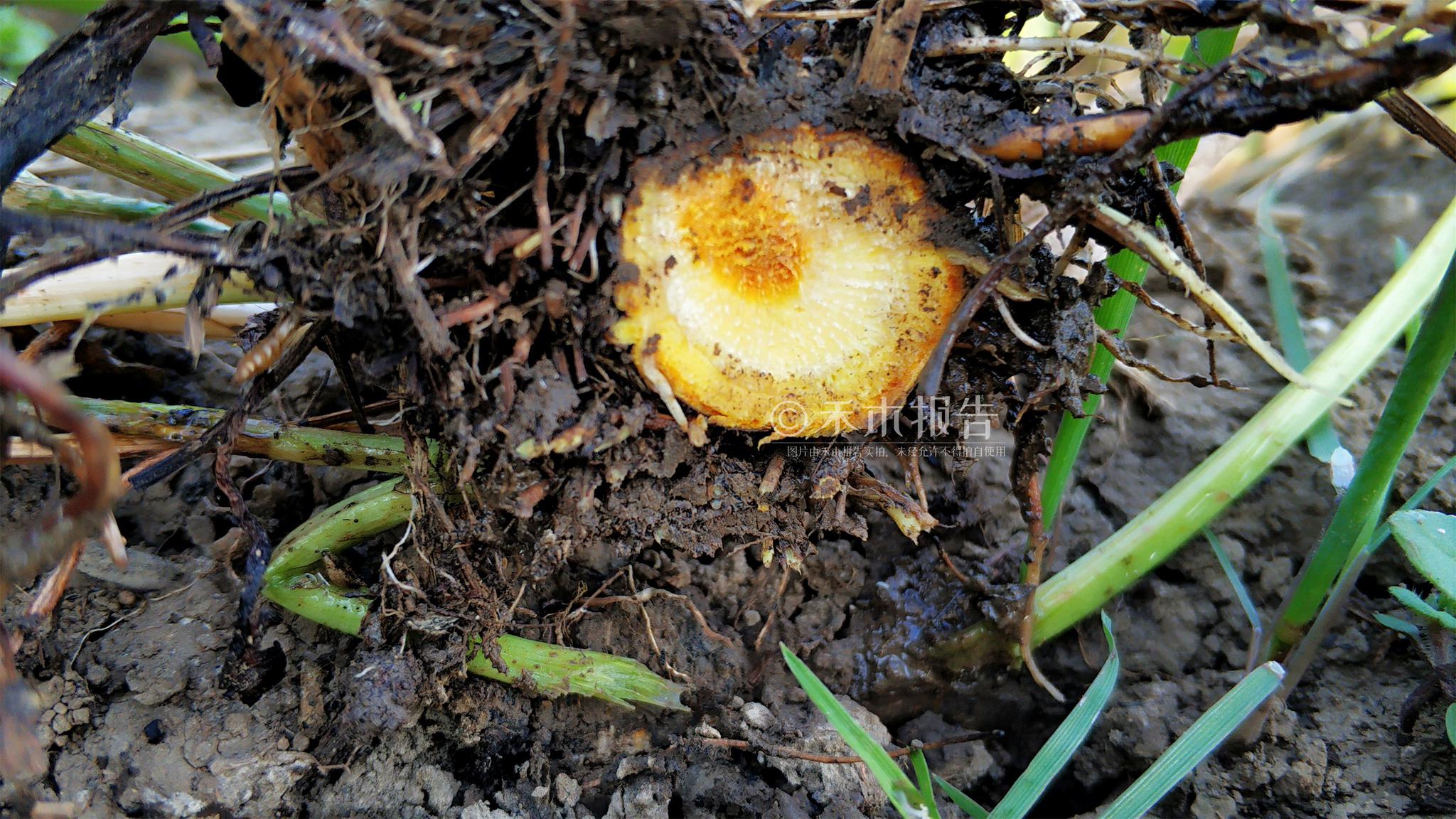 田里这种野草,根似人参内含"黄金",价值好珍贵,见到请挖回家__财经
