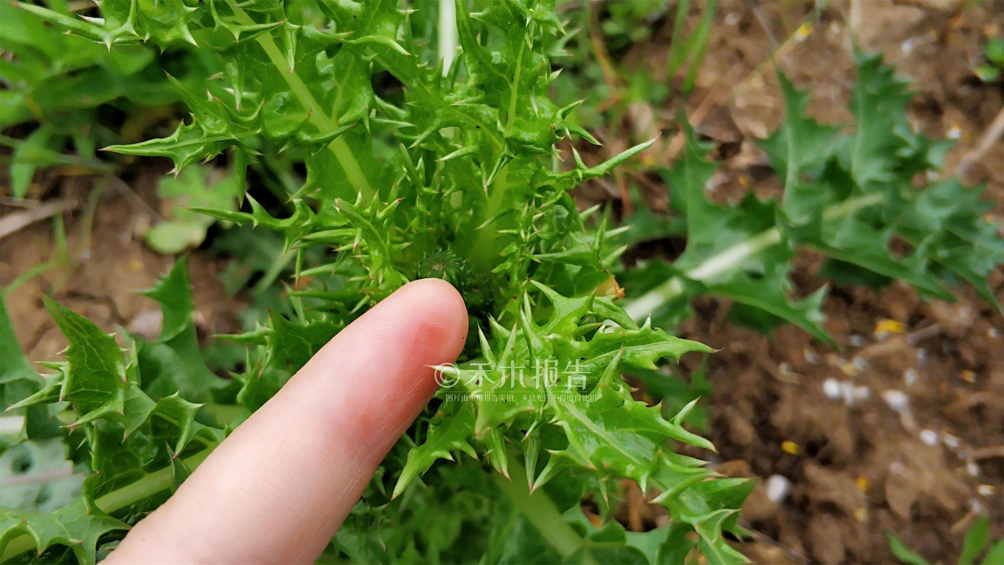 农村一种满身是刺的野菜营养高能护肝15元一斤见到别错过