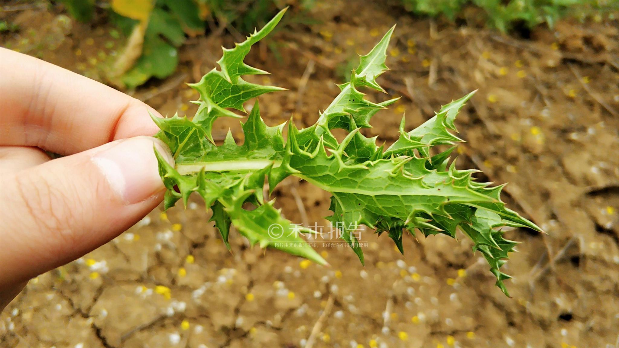 农村一种满身是刺的野菜营养高能护肝15元一斤见到别错过
