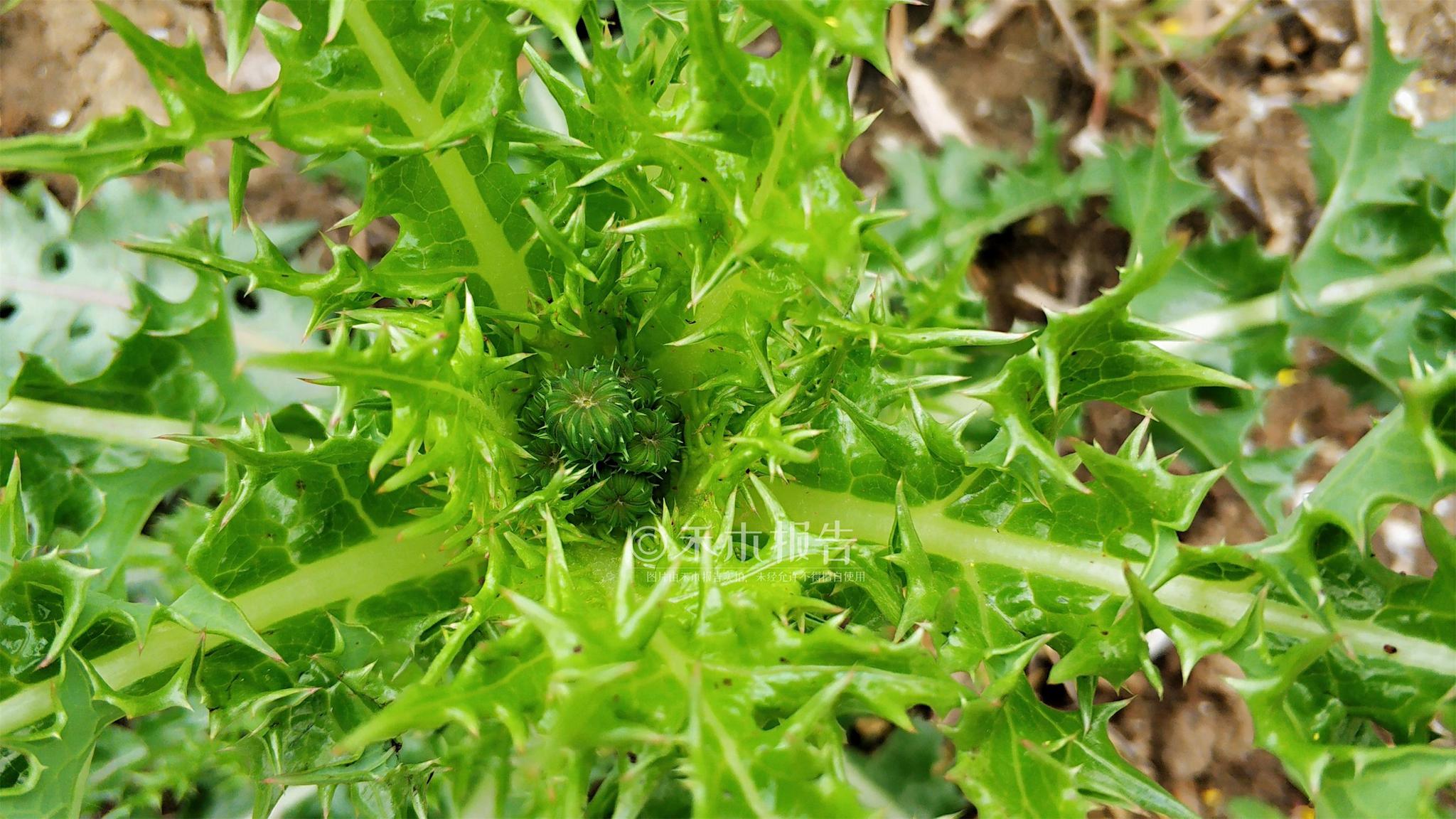 农村一种满身是刺的野菜营养高能护肝15元一斤见到别错过