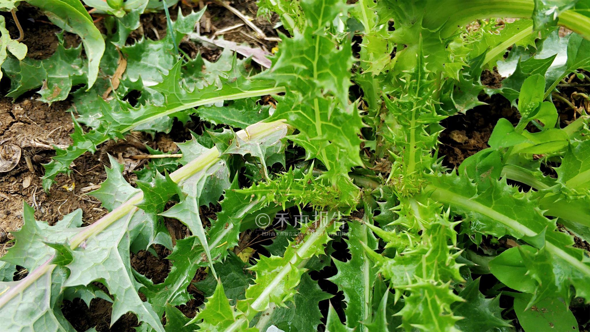 因此把奶蓟当做野菜来食用,对肝脏有解毒作用,能一定程度上的起到保肝