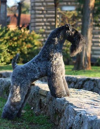 掉毛很少的4种中大型犬,适合家庭饲养,你更喜欢哪一种?