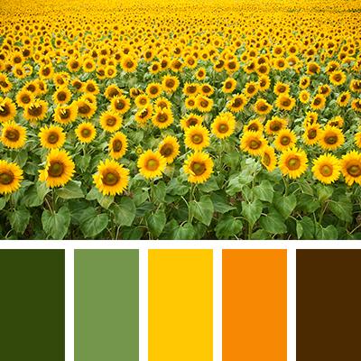 一波优美的配色方案!拯救色彩"慌"