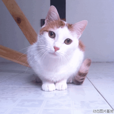 养猫后运气都变好了猫喜欢靠近有灵气的人