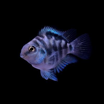 鱼百科迷你鹦鹉宝蓝迷你鹦鹉