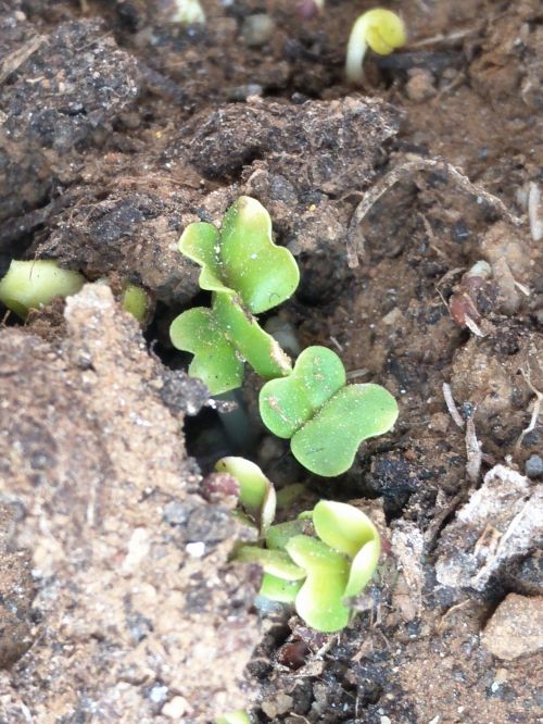"大跨步"天气催菜芽破土