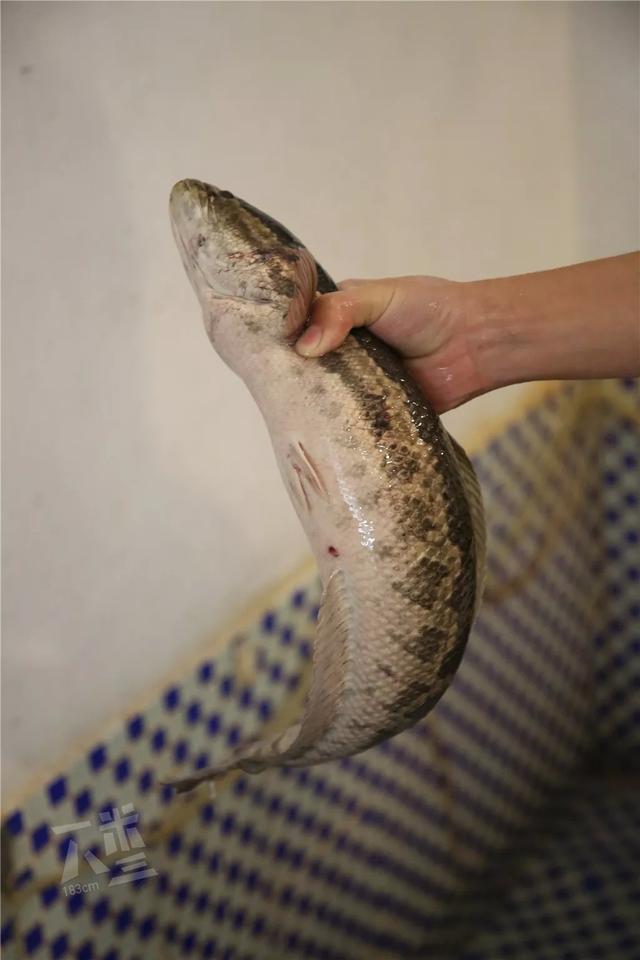 只做一种鱼,所以才专业 这里只有一种鱼——黑鱼,黑鱼刺少,含肉量多