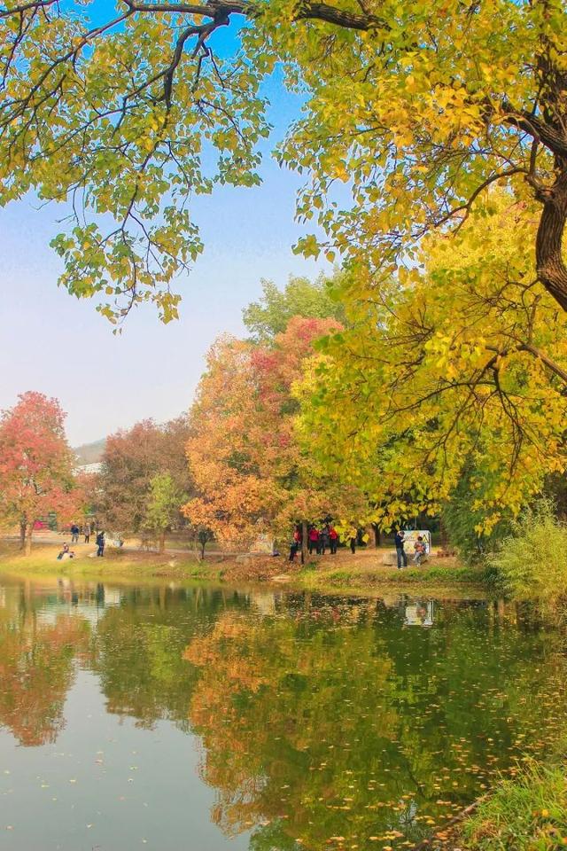 这片绚烂的秋色,是南京秋天最美的样子!