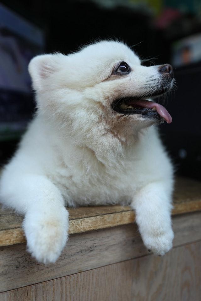 博美曾被主人抛弃成"甩毛猪",现如今漂亮可爱的它成为明星狗