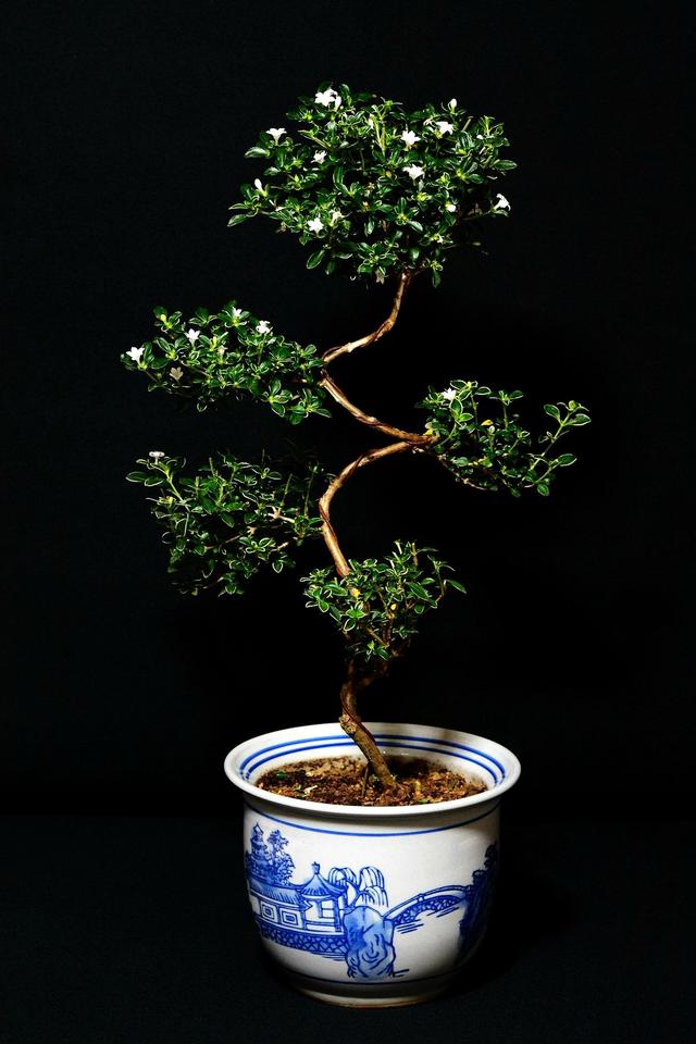 枝干造型独特,六月雪盆景"7步造景法",让你别样美感体验!