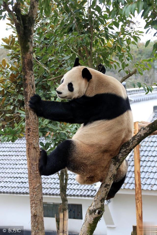安徽黄山大熊猫主题乐园两只大熊猫玩耍萌态十足,憨态可掬