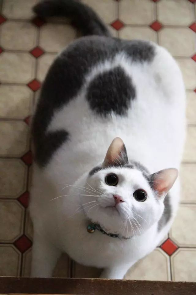 网友:新型猫猪不解释