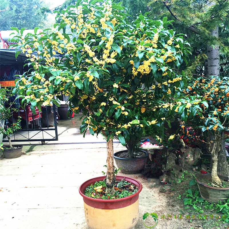 路边看到此盆栽别置之不理,花香四溢,美观易活,养一个月大变样