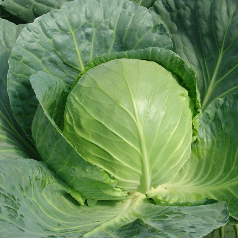 女人多吃这4种食物,缓解子宫红肿预防妇科炎症,妇科炎症慢慢消