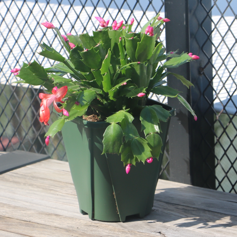 文艺扶桑花盆栽扶桑花的观赏价值高,开花的时候花团锦簇,每簇花由数朵