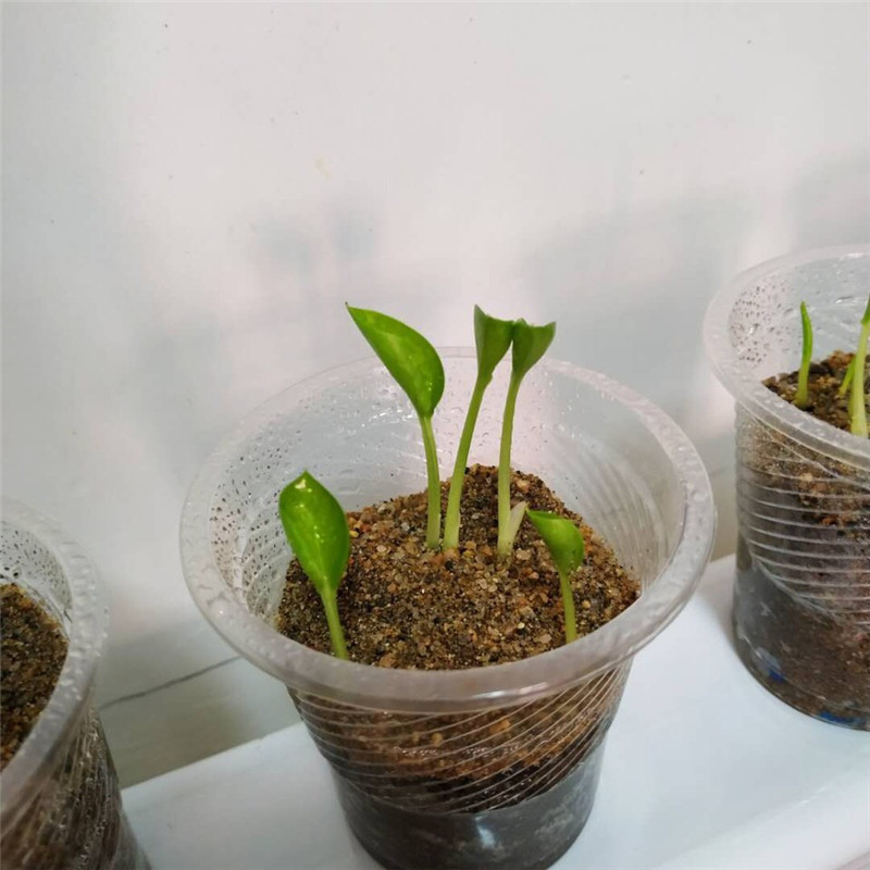 吧里有位"绿萝痴":2种绿萝,"免费"帮您扦插,帮您养!