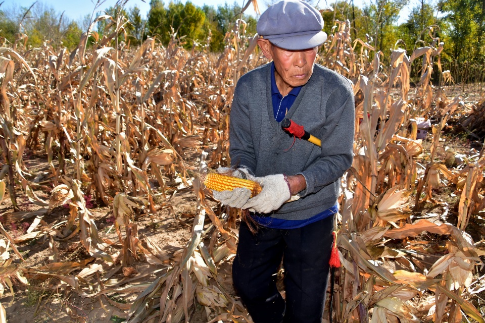 八十七岁老人劳作不辍,每年冬天感冒就得回老家干活出汗才能好