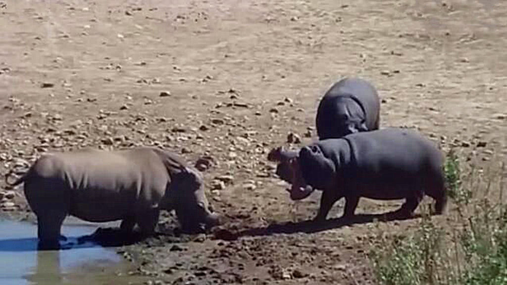 犀牛想要喝水,被淹死在水塘