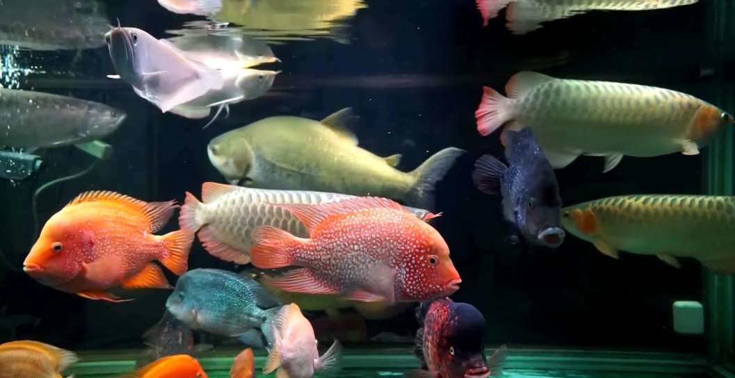 想要混养观赏鱼只要注意到这几点就不会出错了