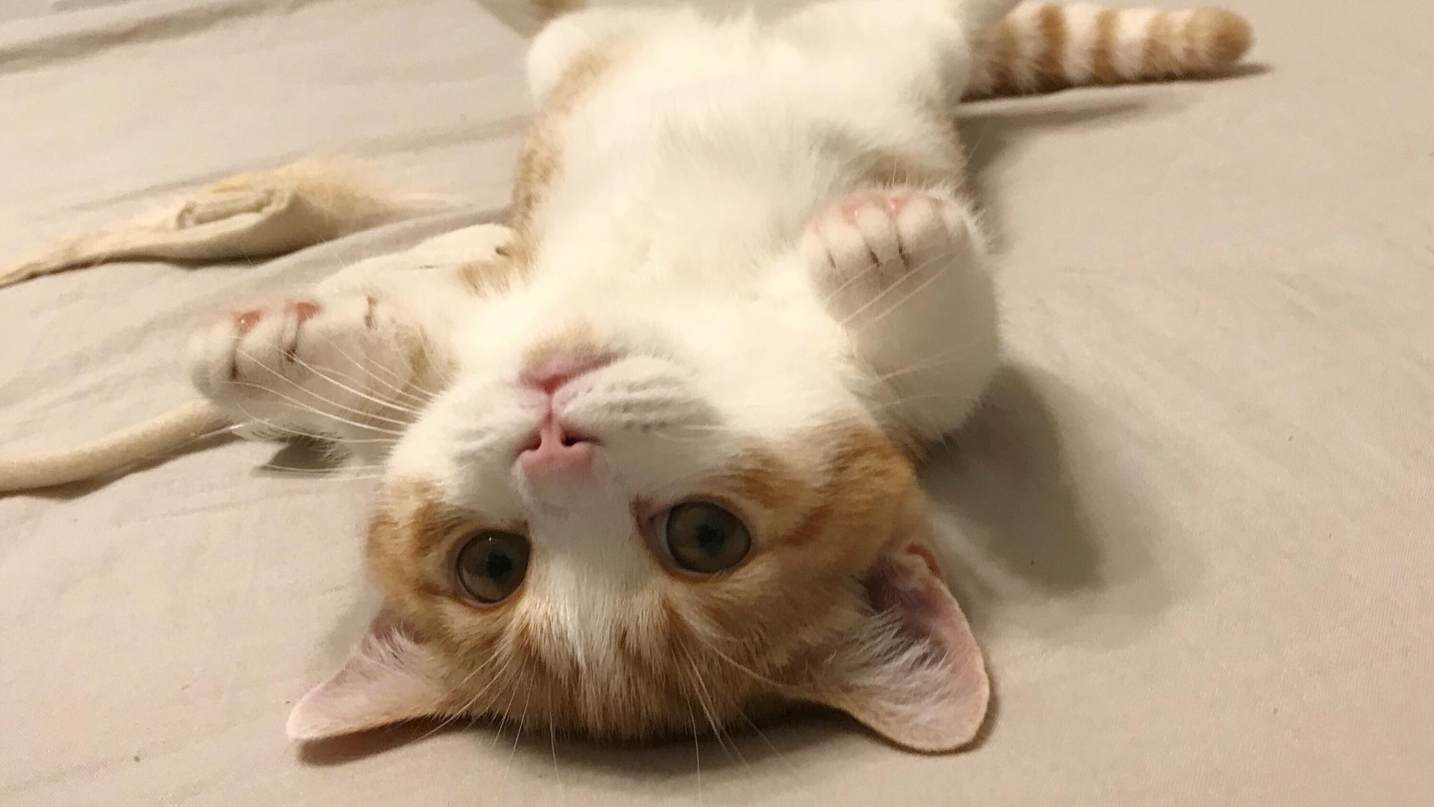 天呐,怎么会有这么可爱的小猫咪! 花花与三猫